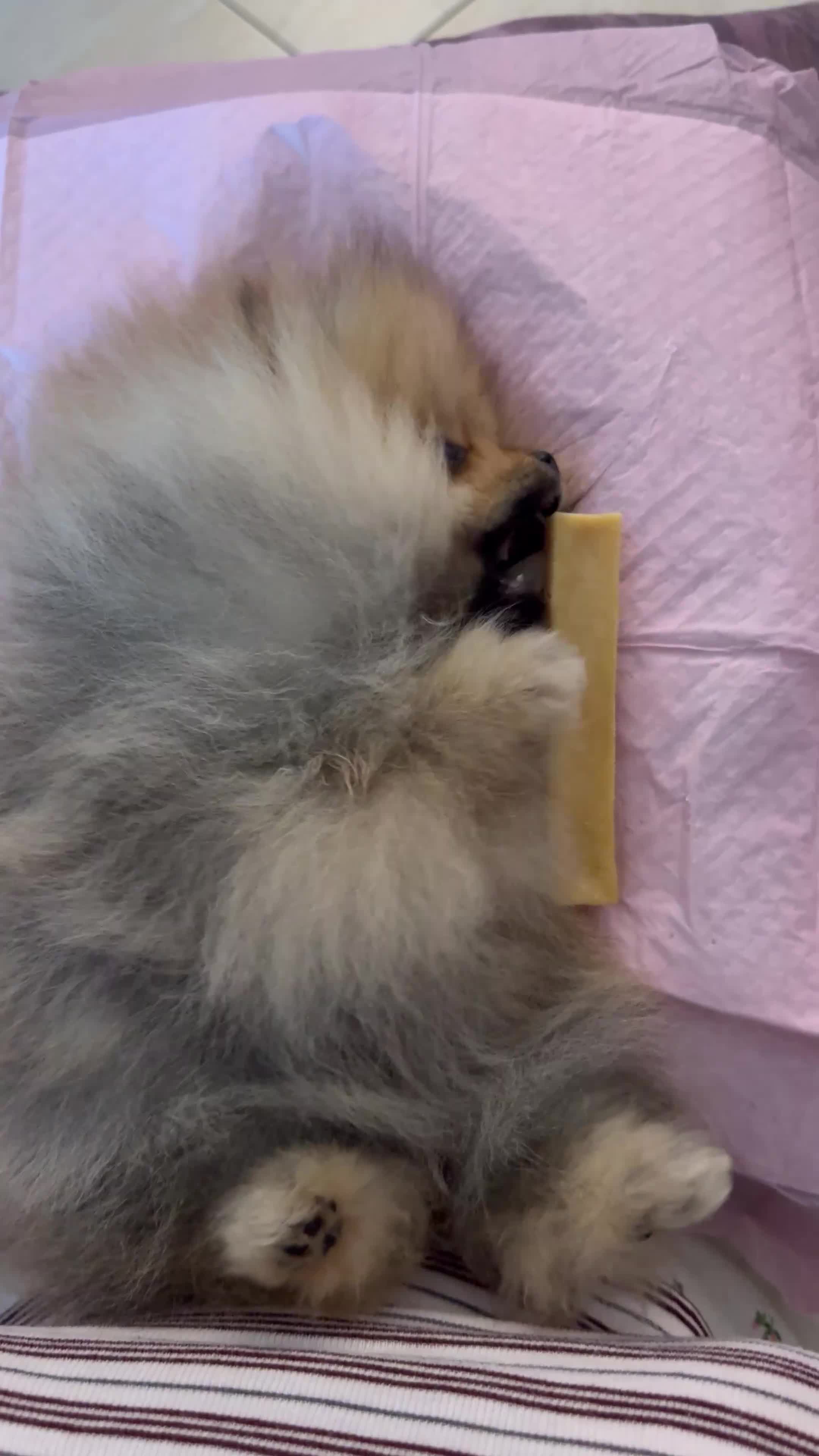 Volpino Pomerania cani in vendita: cucciola di Pomerania femmina di 4 mesi a Provincia di Forlì-Cesena - Video 1