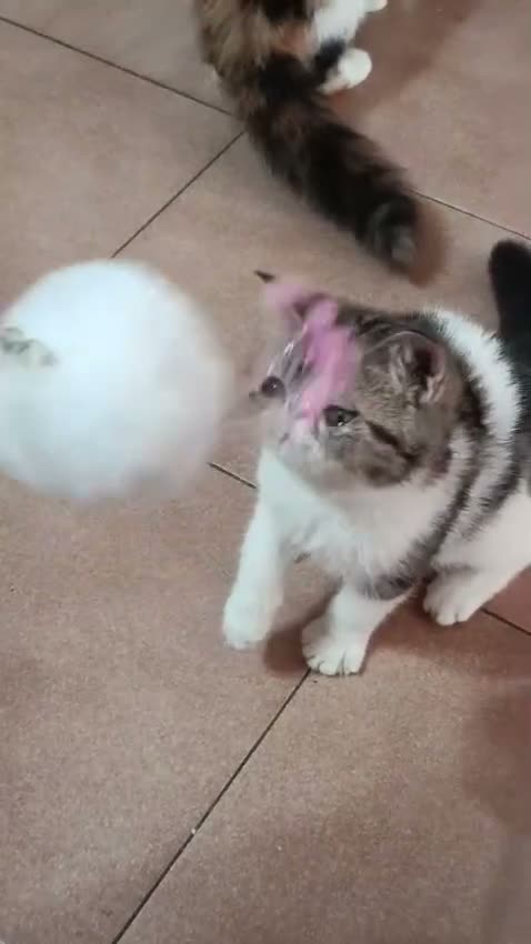 Exotic Shorthair gatti in vendita: Cuccioli exotic shorter femmina/maschio  - Video 1