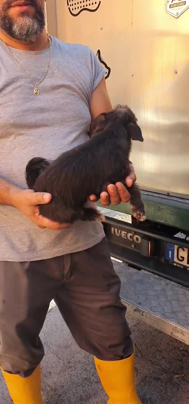 Meticcio cani in regalo: Tommaso Yorkshire/Pinscher Mix in Canile - Video 1