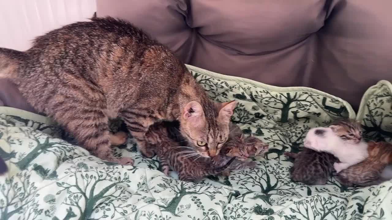 Meticcio gatti in vendita: Gattini Millefiori mix Bengal  - Video 1