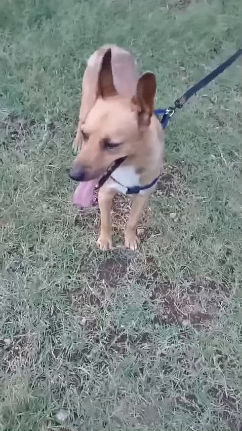Meticcio cani in regalo: ZAK 9anni bravo - 12kg - non interessa più! - Video 1
