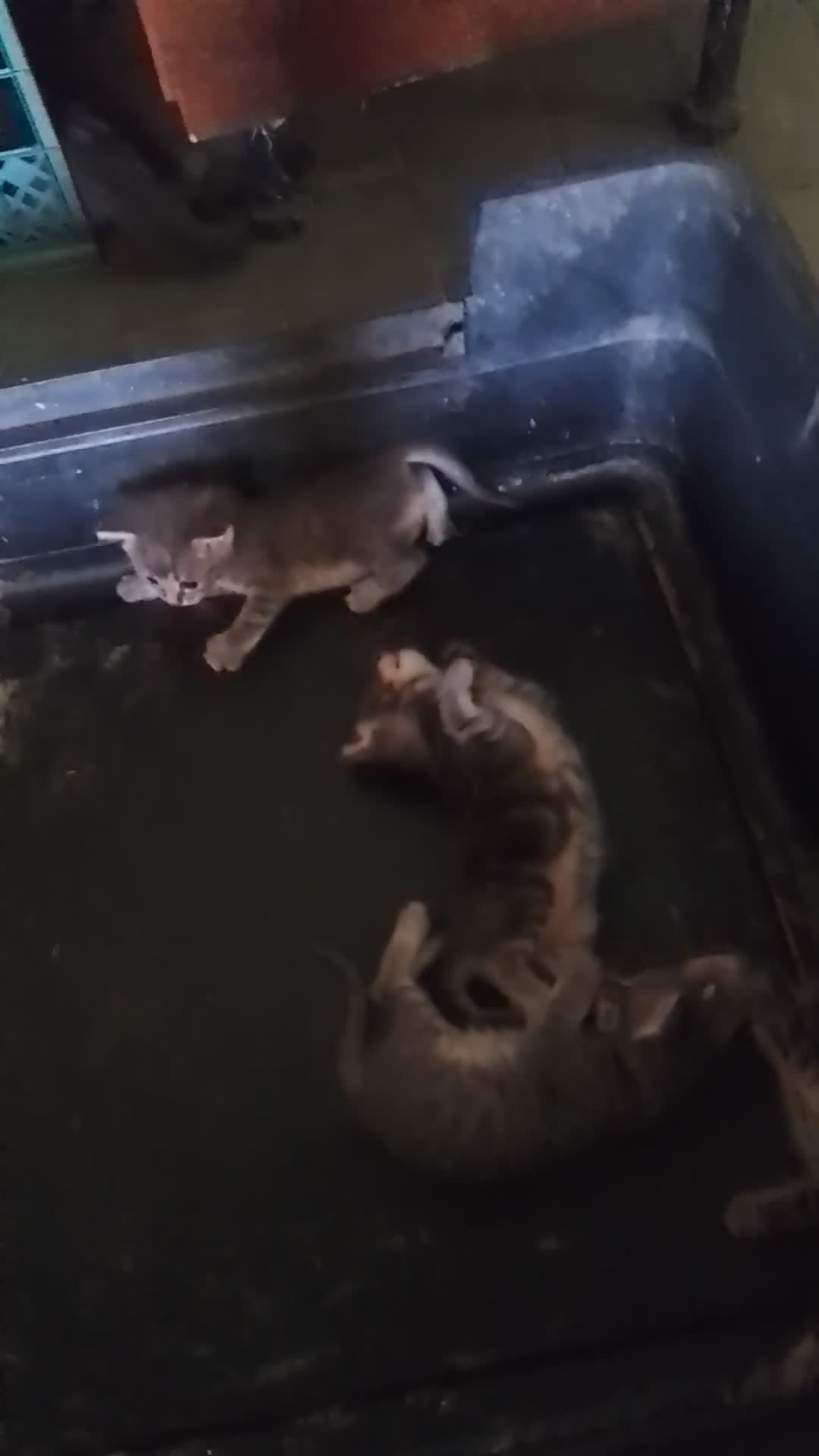 Meticcio gatti in regalo: Regalo gattini  a Provincia di Latina - Video 1