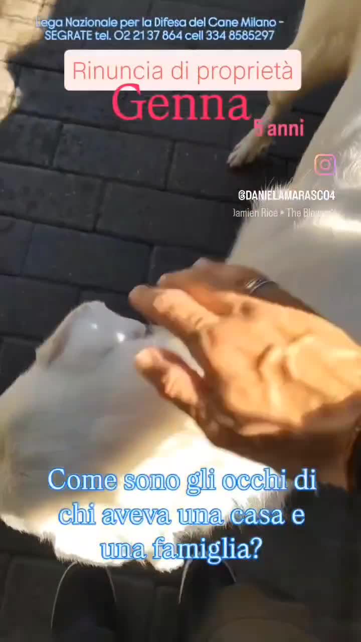Meticcio cani in regalo: GENNA CERCA CASA - Video 1