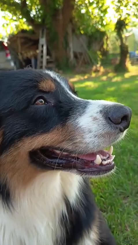 Australian Shepherd cani per accoppiamento: Ritmo cerca moglie - Video 1
