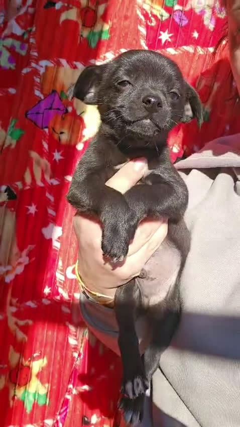 Meticcio cani in regalo: Tramezzino: 2 mesi taglia piccola  - Video 2