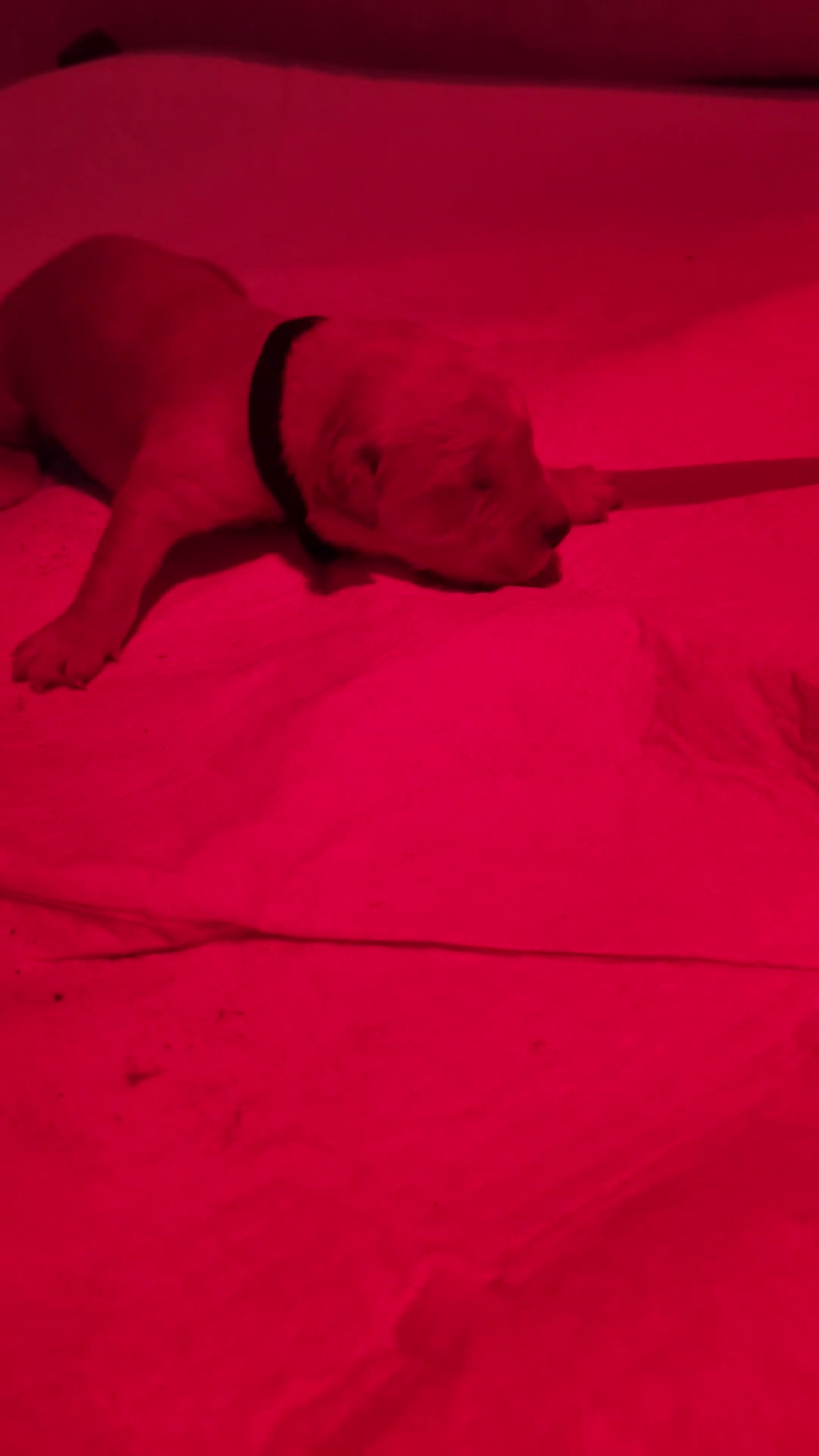 Golden Retriever cani in vendita: Golden retriever  - Video 2