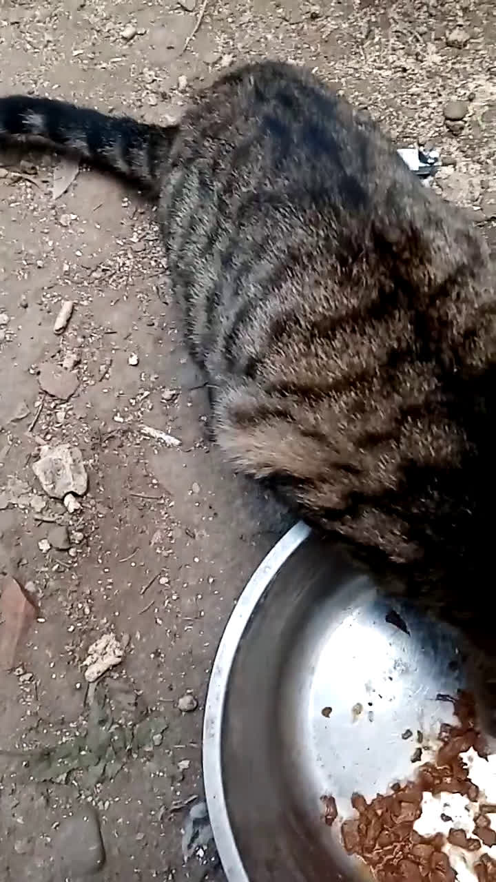 Europeo gatti in regalo: Ultimi della cucciolata - Video 1