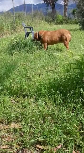 Meticcio cani in regalo: JOSEF 5 ANNI, PATATONE ADOTTATO DA CUCCIOLO E RIMA a Roma - Video 1