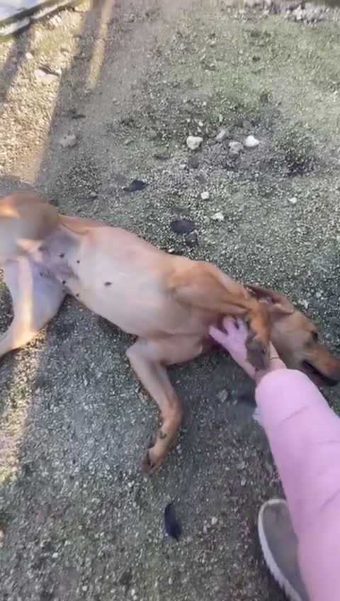 Meticcio cani in regalo: DOLCISSIMA CAGNOLINA : AMERICA - Video 1