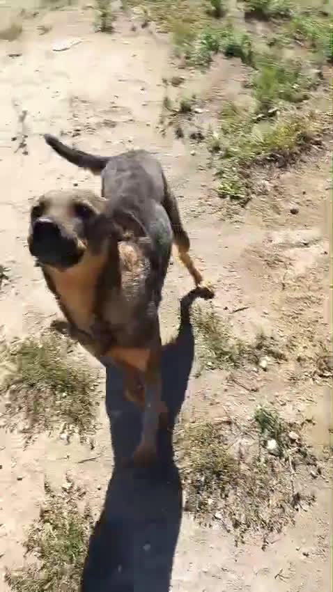 Meticcio cani in regalo: Elisa, simil pastorina!  - Video 1