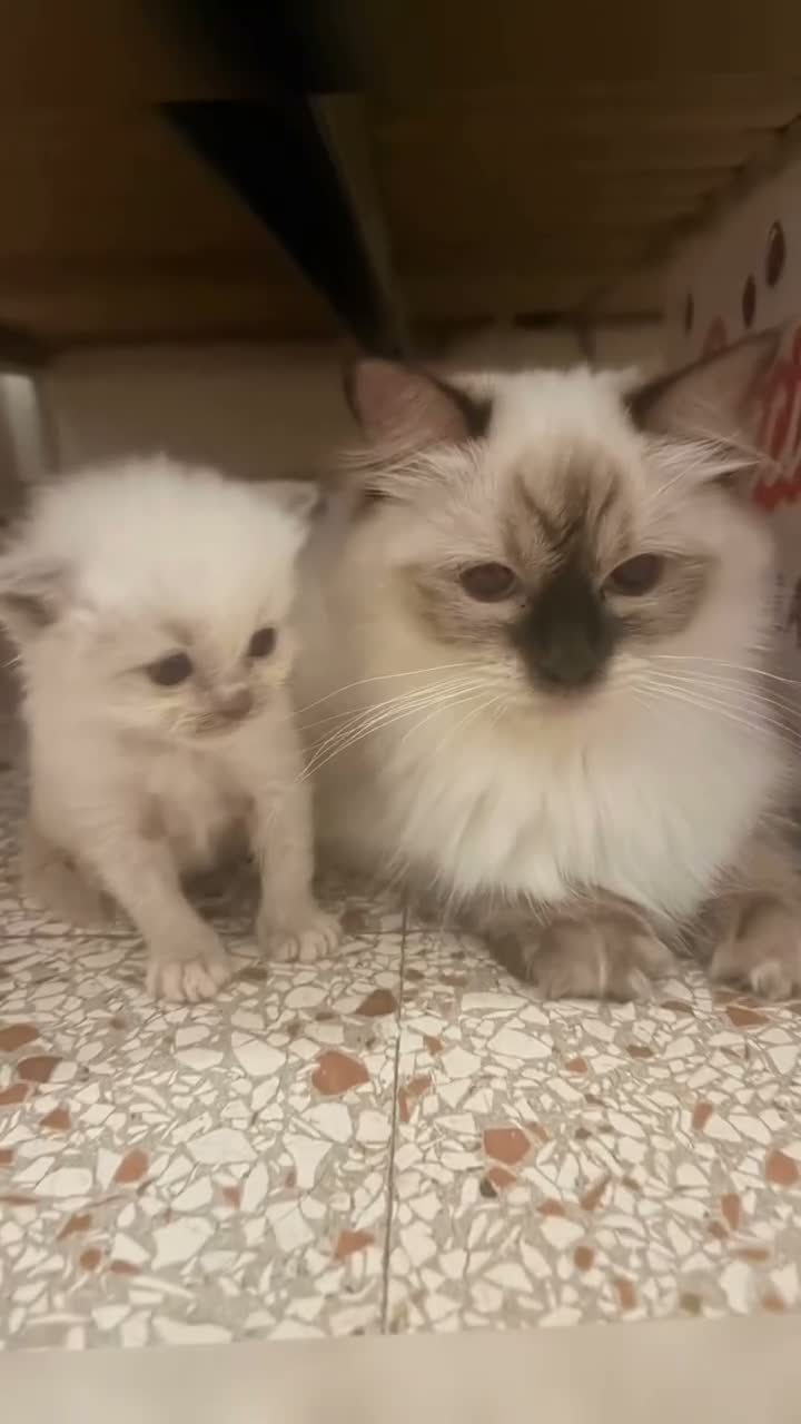 Ragdoll gatti in vendita: Cucciolo ragdoll blue mitted Bleach - Video 1