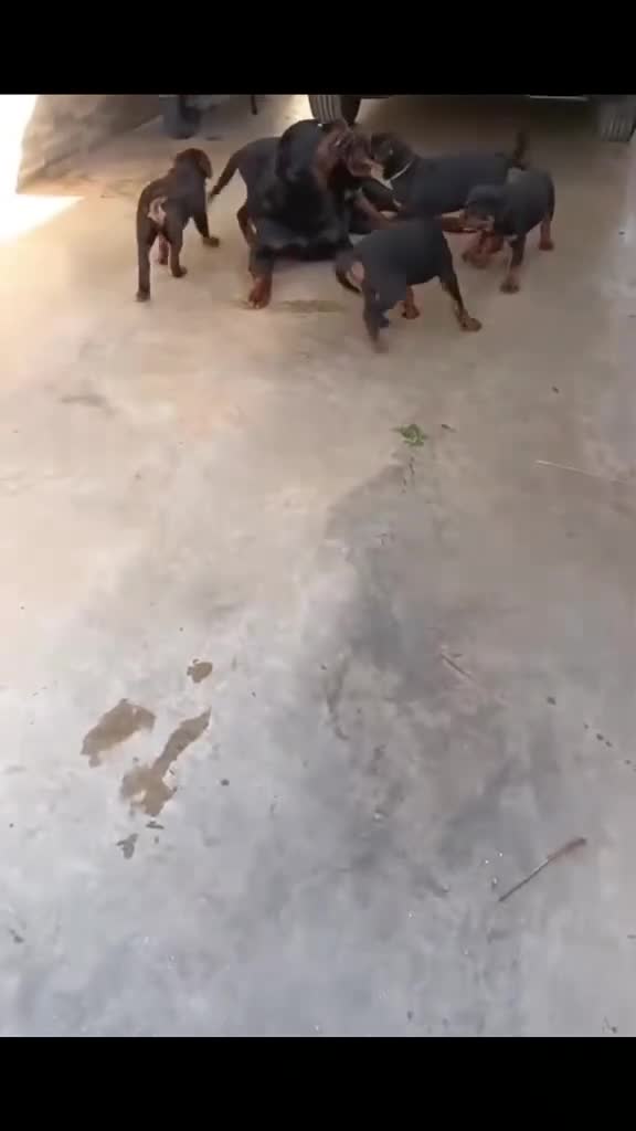 Rottweiler cani in vendita: Cuccioli di rottweiler  - Video 1