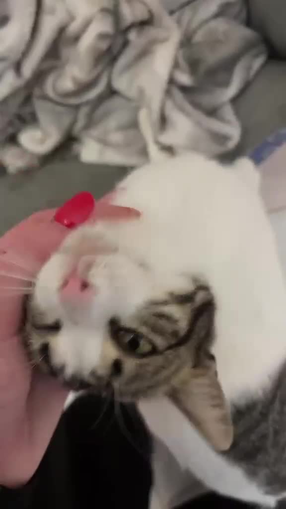 Meticcio gatti in regalo: Trilly cerca casa  a Città metropolitana di Messina - Video 1