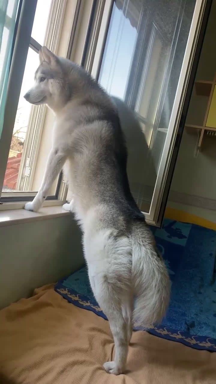 Husky cani per accoppiamento: Cerco femmina di Husky per accoppiamento(pedigree) a Città Metropolitana di Napoli - Video 2