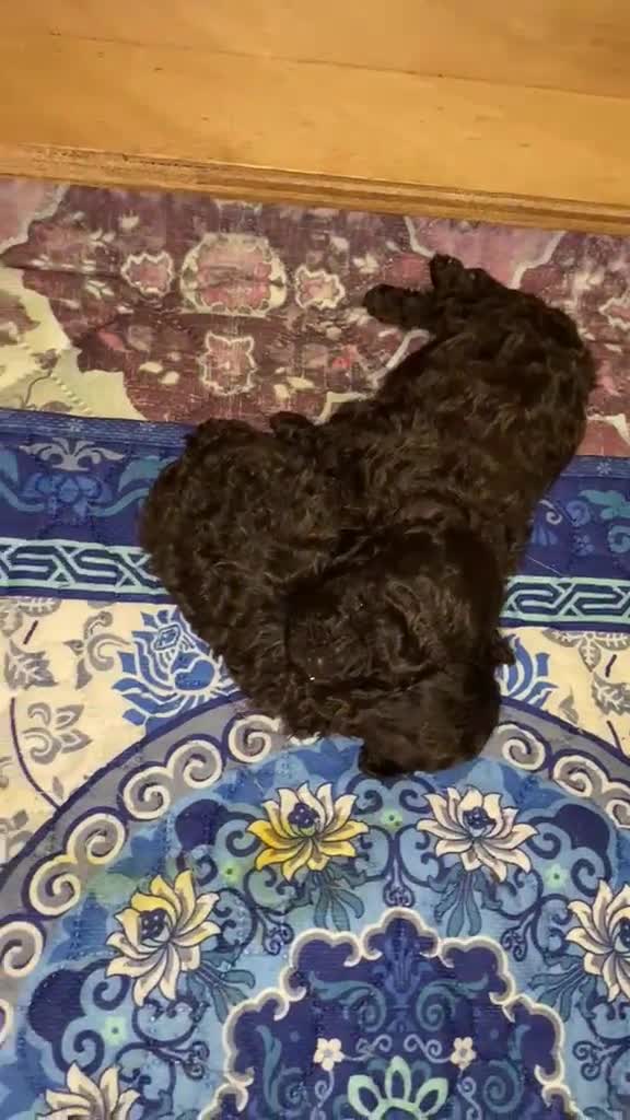 Barboncino Toy cani in vendita: Barboncini toy  - Video 1