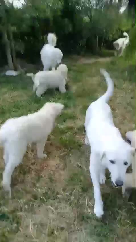 Pastore Abbruzzese Maremmano cani in vendita:  PASTORE ABRUZZESE MAREMMANO alta genealogia - Video 1