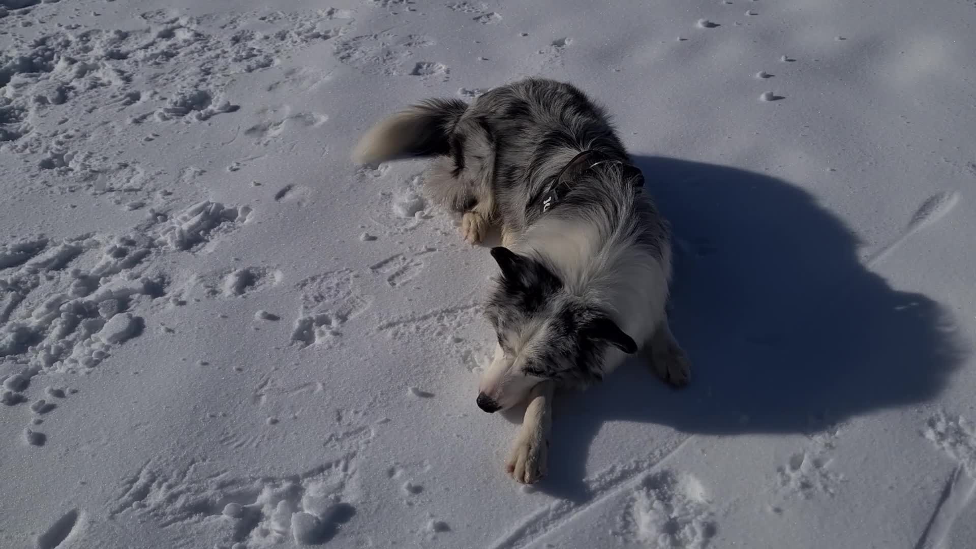 Border Collie cani per accoppiamento: Bellissimo Border con Pedigree per Accoppiamento a Provincia di Cremona - Video 1