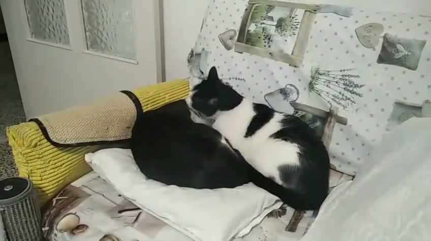 Europeo gatti in regalo: Micha e Rainbow hanno urgenza di una nuova casaa  - Video 1