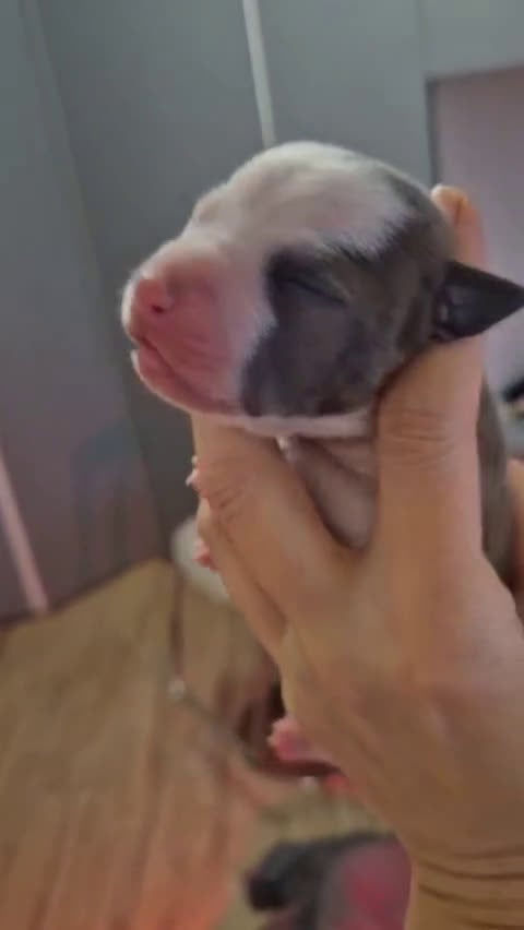 American Staffordshire cani in vendita: Cuccioli Amstaff blue - Video 1