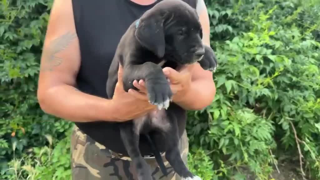 Cane Corso cani in vendita: Cucciolo di Cane Corso - Video 1
