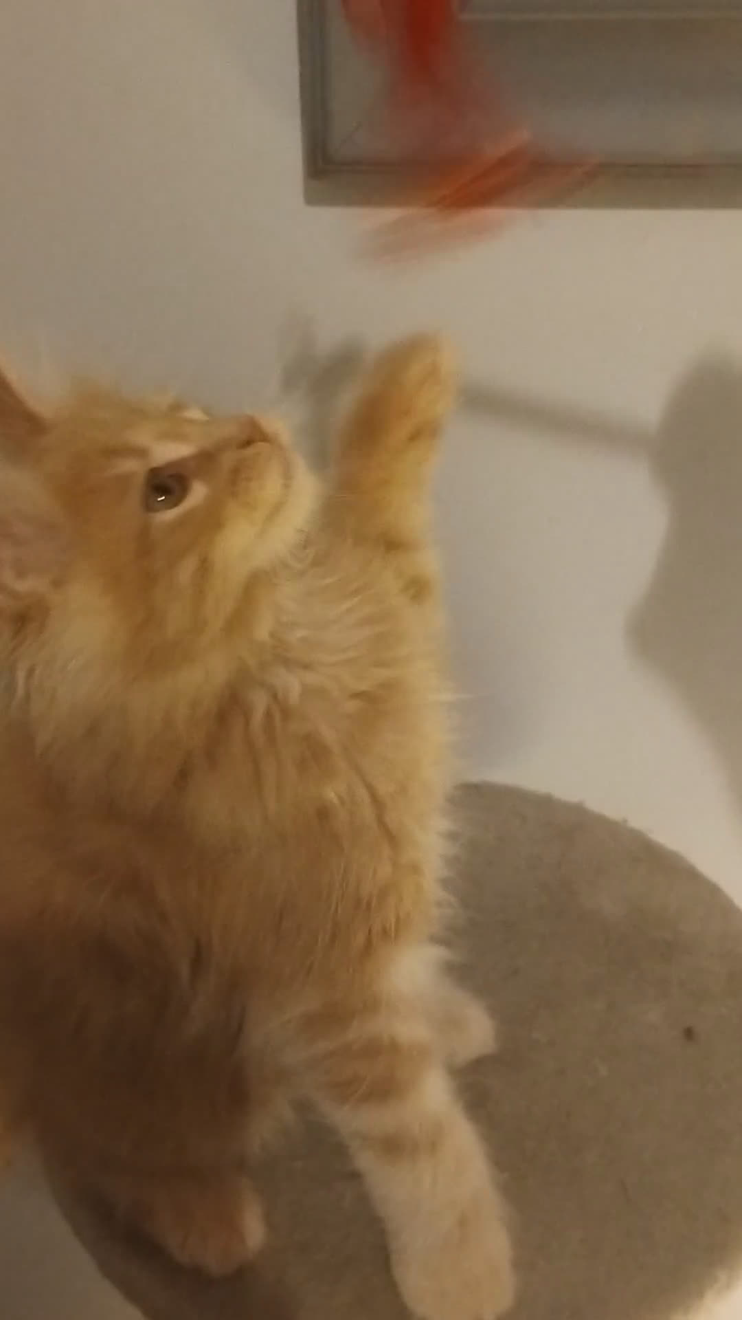 Maine Coon gatti in vendita: Mainecoon con pedigree ANFI  - Video 1