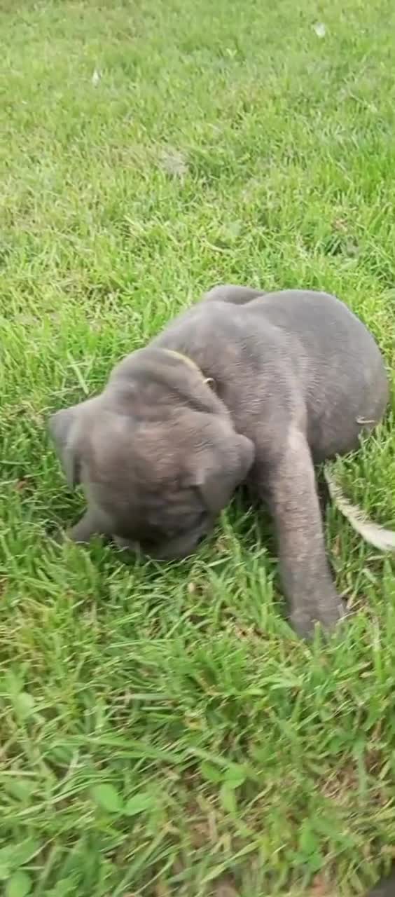 Cane Corso cani in vendita: Cuccioli cane corao - Video 3