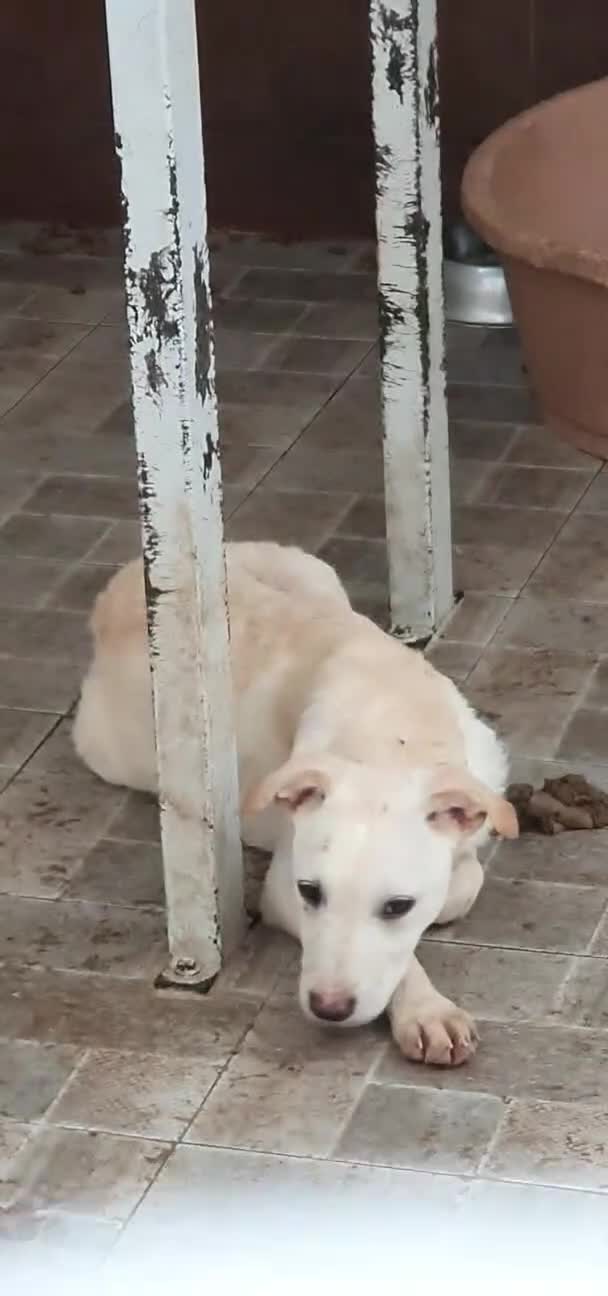 Labrador cani in regalo: Labrador cuccioli in canile - Video 1