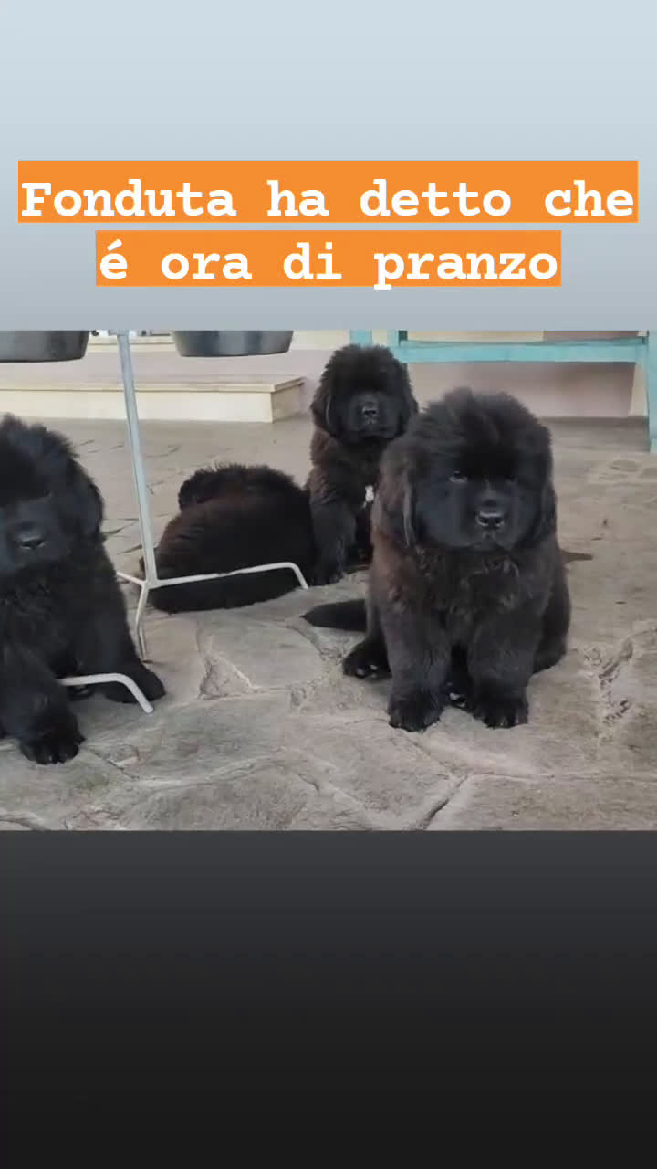 Terranova cani in vendita: Cucciola di terranova alta genealogia a Città metropolitana di Roma Capitale - Video 2