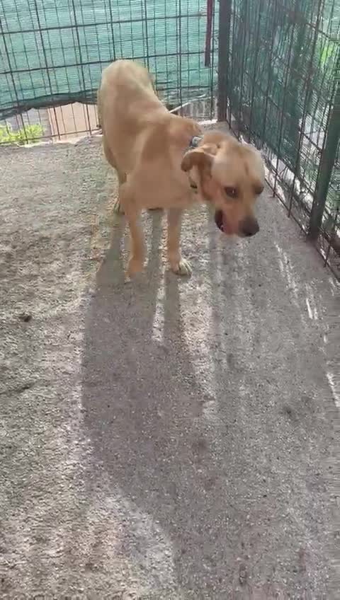 Meticcio cani in regalo: ARGO DOLCE CUCCIOLONE - Video 1