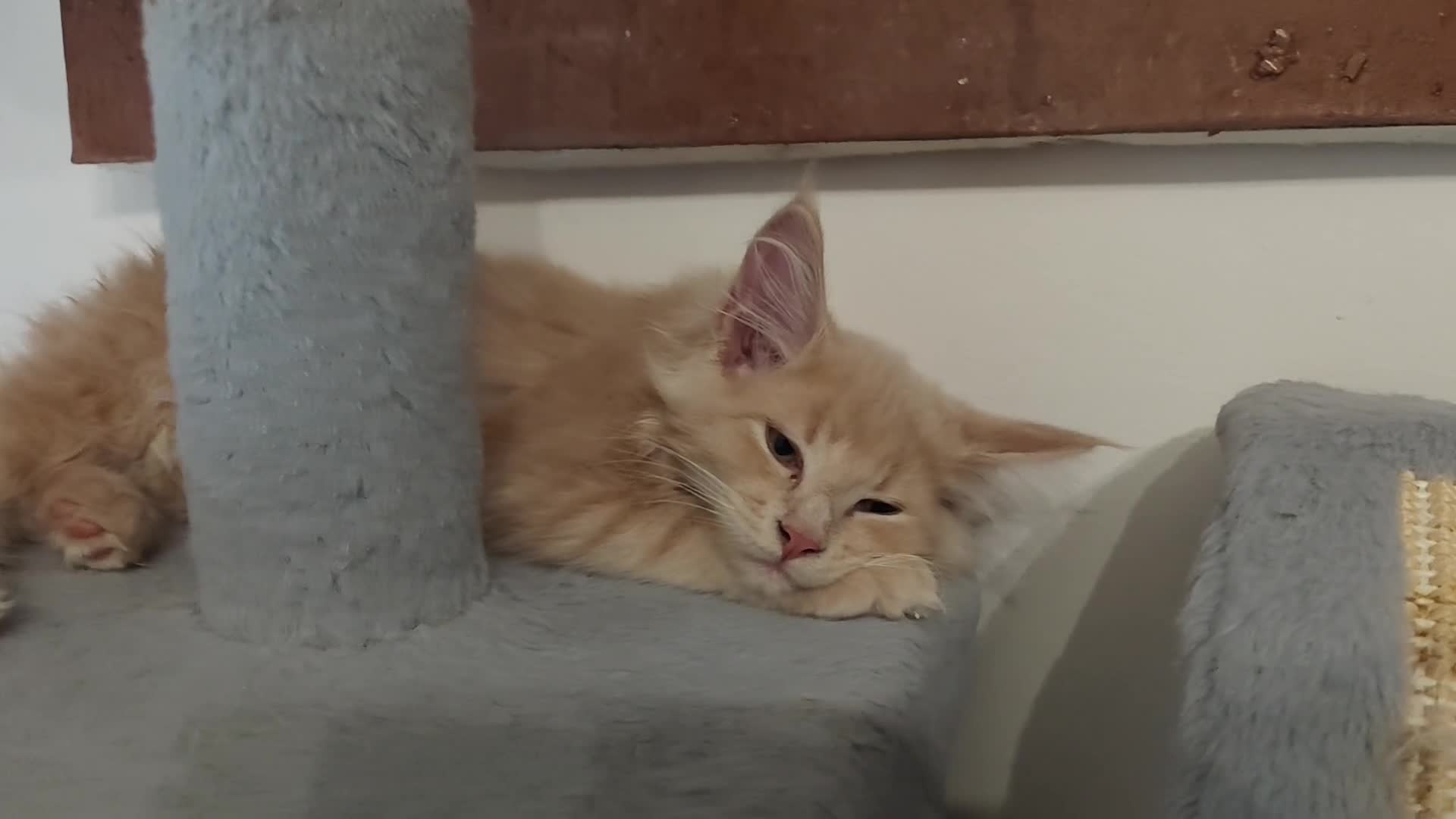 Maine Coon gatti in vendita: Femminucce Maine coon  - Video 1