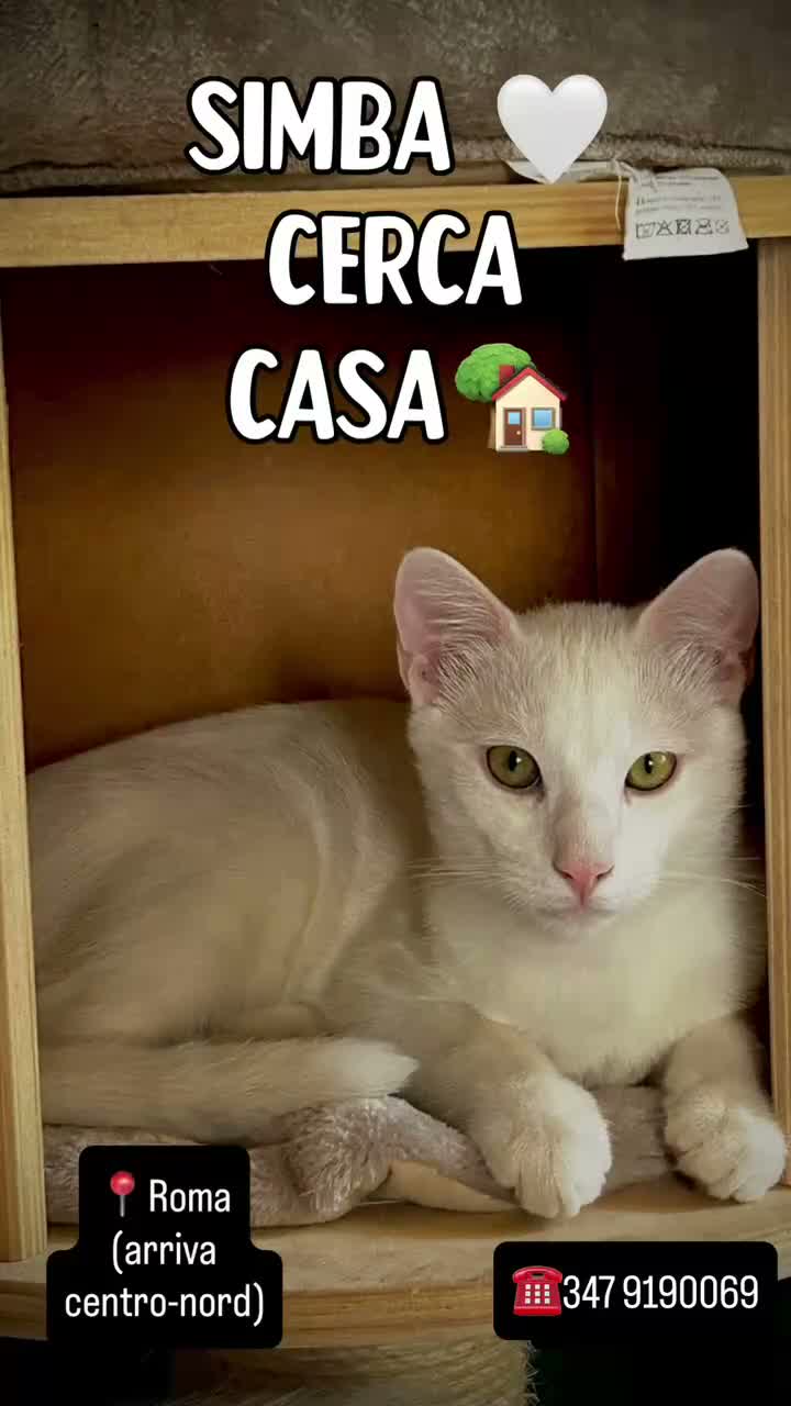 Altre razze gatti in regalo: Simba cerca casa 🏡, ha 5 mesi, maschio - Video 1