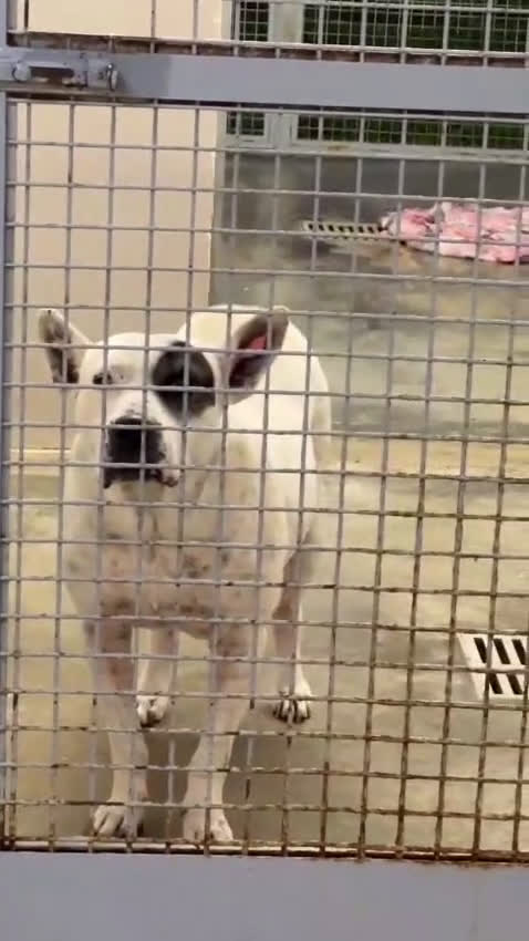 Meticcio cani in regalo: Magda, ci sarà pure qualcuno per te!!! a Città Metropolitana di Bari - Video 3