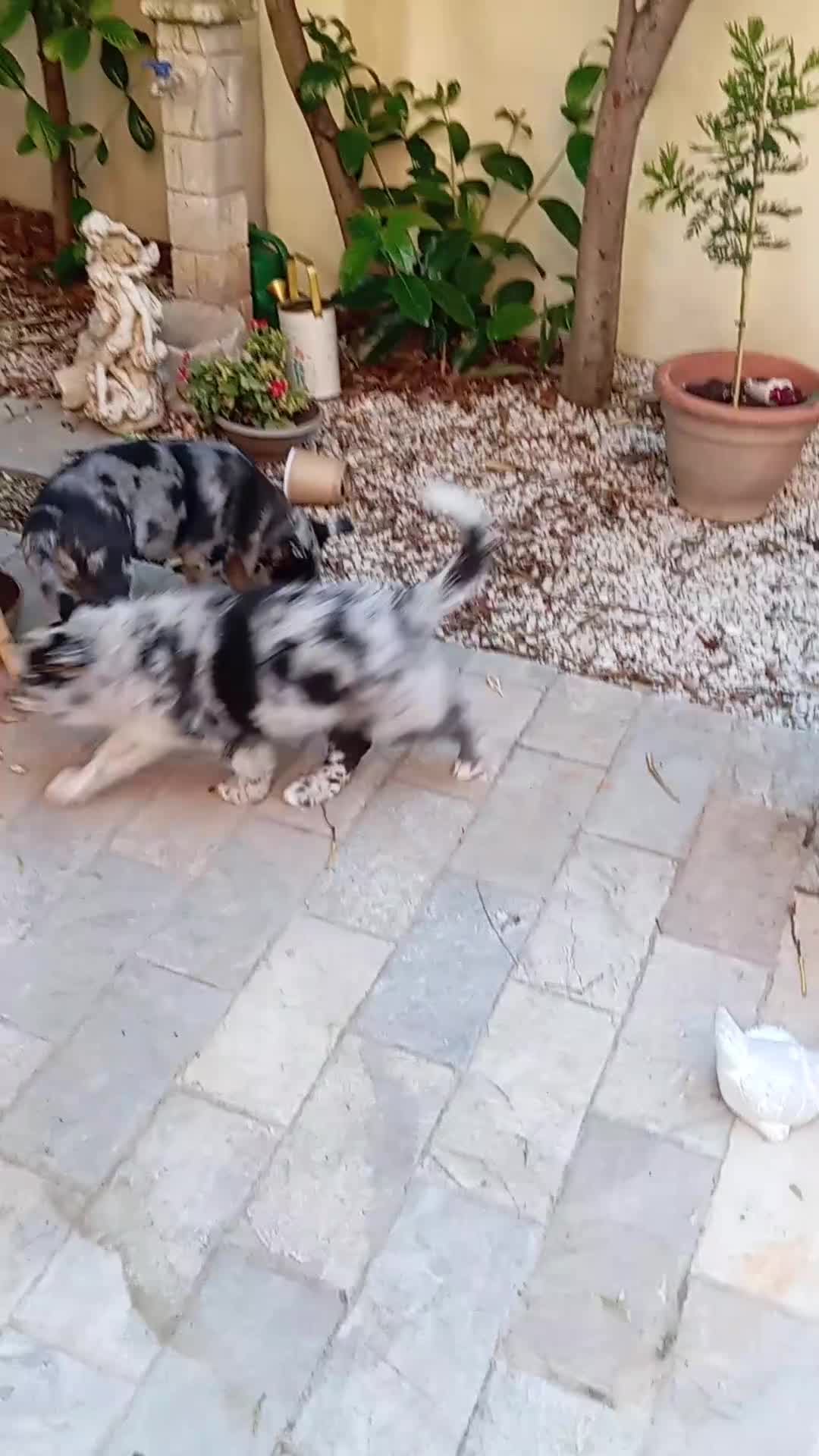 Cane delle Alpi Apuane cani in vendita: Pastore apuano a Provincia di Livorno - Video 1