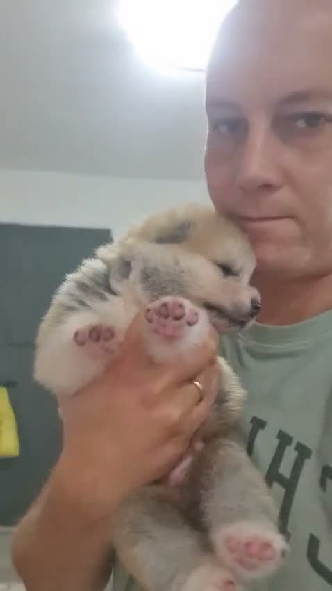 Akita Inu cani in vendita: ULTIMO MASCHIETTO DI AKITA DISPONIBILE LOMBARDIA - Video 2