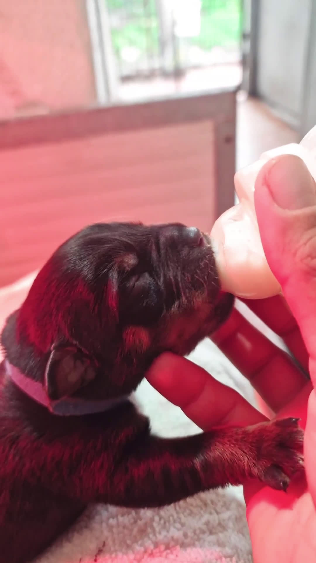 Rottweiler cani in vendita: Cuccioli Disponibili Allevamento Rottweiler  - Video 1