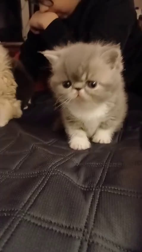 Persiano gatti in vendita: GATTINI PERSIANI ED ESOTICI - Video 1