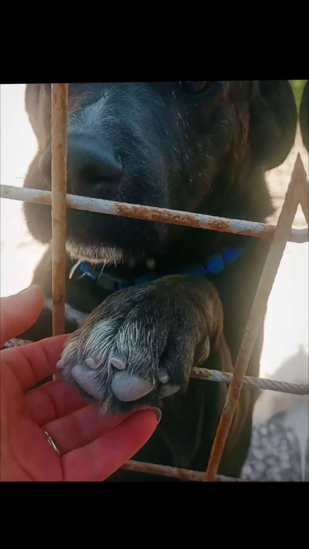 Meticcio cani in regalo: L'Urlo di Teseo - Video 1