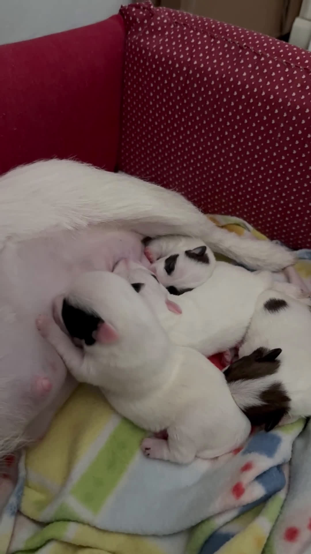 Jack Russell cani in vendita: Cuccioli di jack Russell  - Video 2