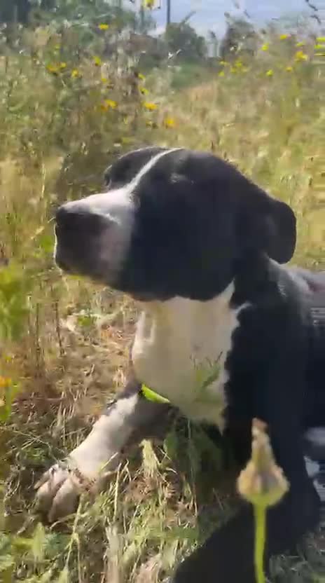 Meticcio cani in regalo: KURMO 💙-aiutaci!! È in mezzo alla strada, solo - Video 2