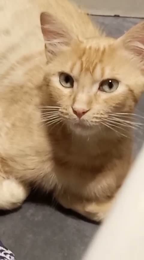 Maine Coon gatti in regalo: LEO SIMILMAINCOON ROSSO CIPRIA - Video 1