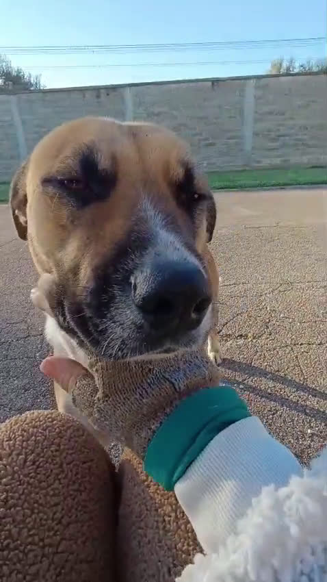 Meticcio cani in regalo: Bibi, bella e buona - Video 2