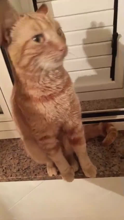 Europeo gatti in regalo: Spritz cerca casa (Fiv positivo) - Video 1