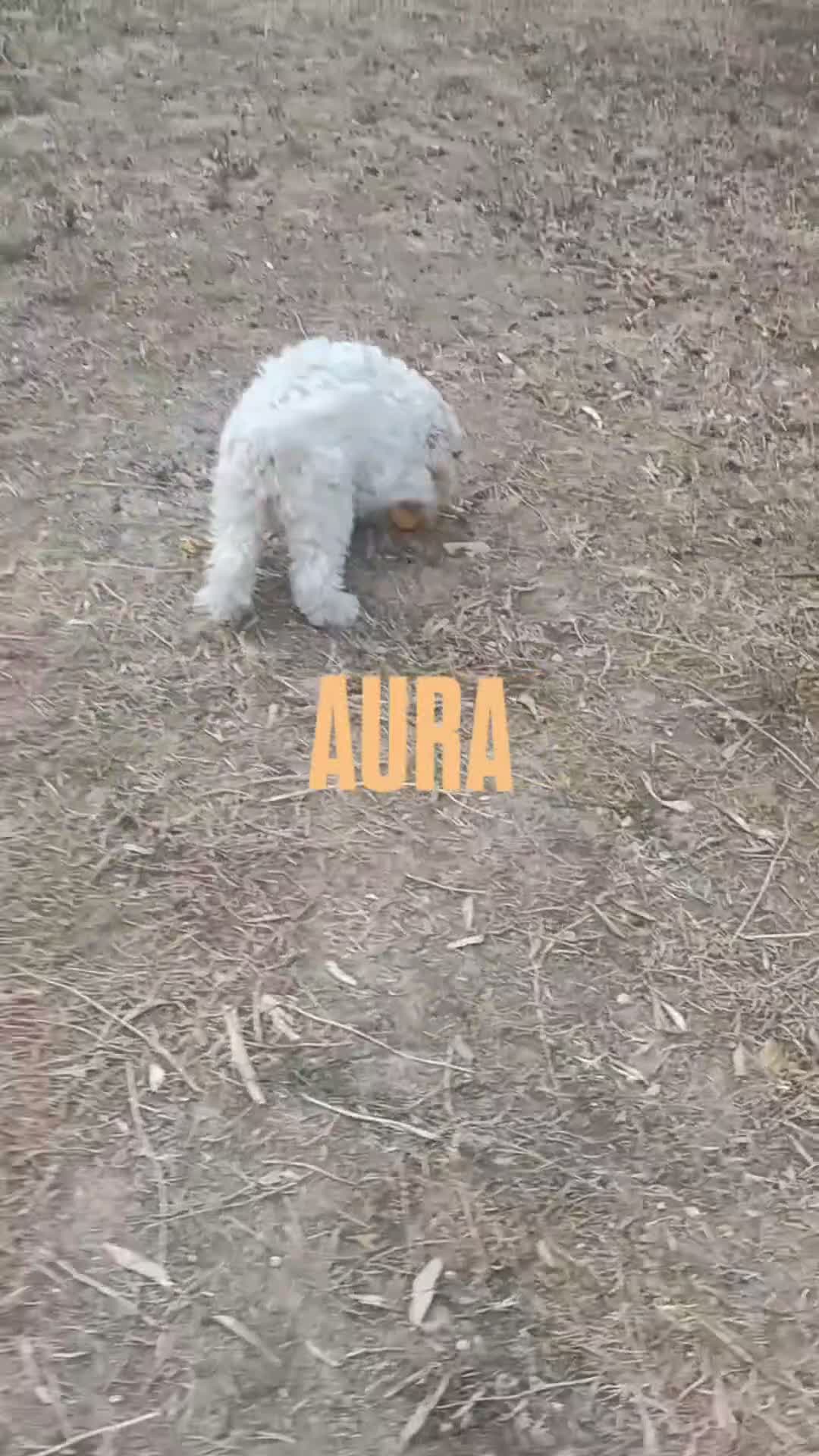 Lagotto cani in vendita: Cuccioli di Lagotto Romagnolo con Pedigree ROI - Video 4