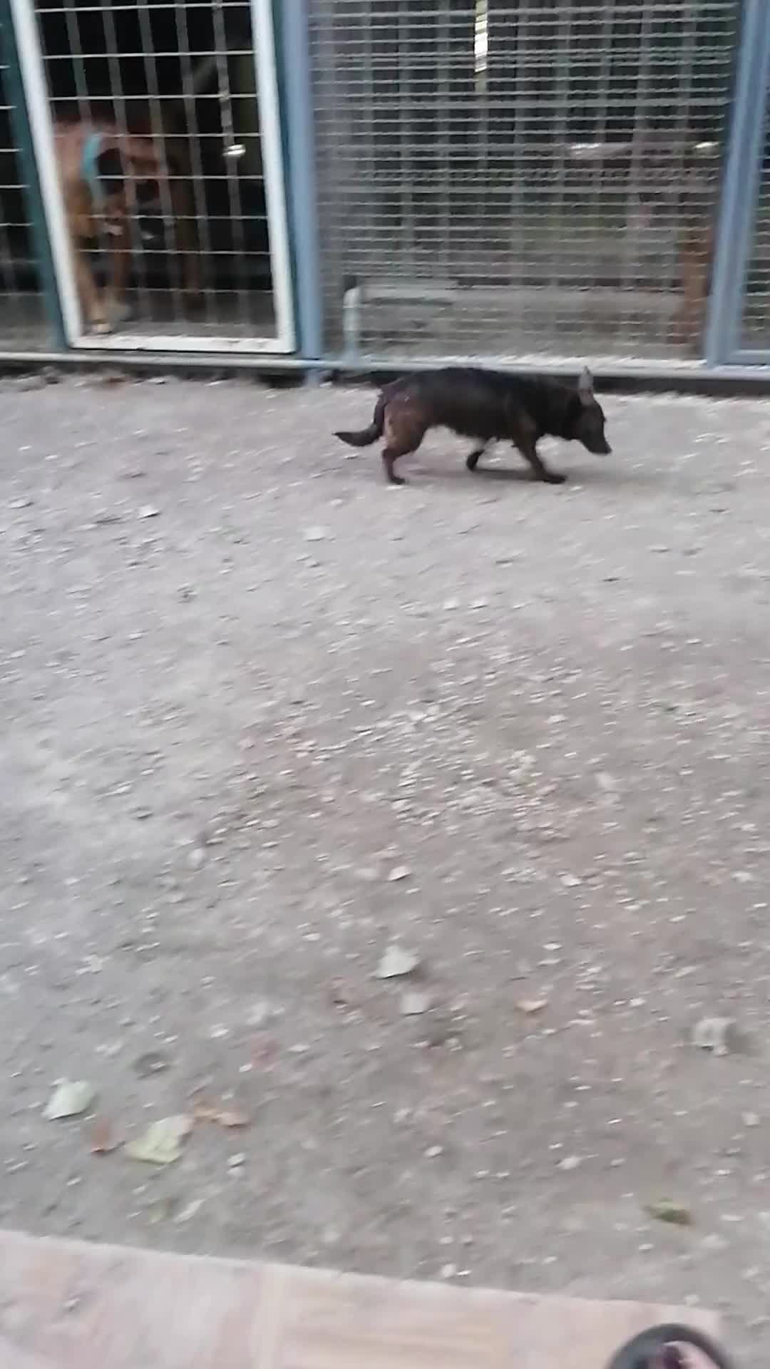 Chihuahua cani in regalo: Maya, Chihuahua/Pinscher Mix in canile a Rovigo - Video 2