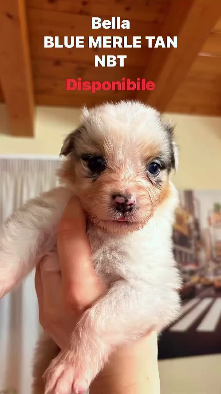 Australian Shepherd cani in vendita: Bella ultima cucciola pastore australiano  - Video 1