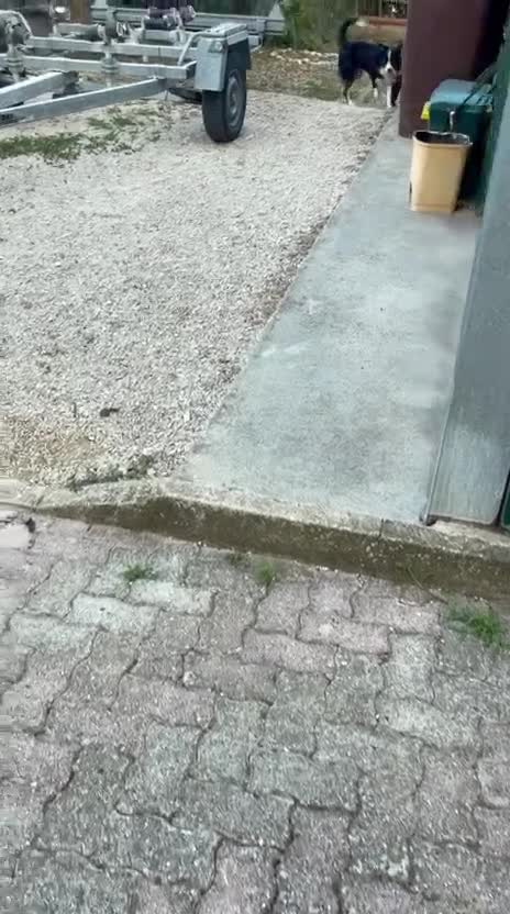 Border Collie cani in vendita: Cucciolo di Border collie maschio - Video 1