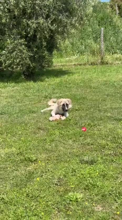 Meticcio cani in regalo: Albicocca: 7 mesi adozione del cuore  - Video 4