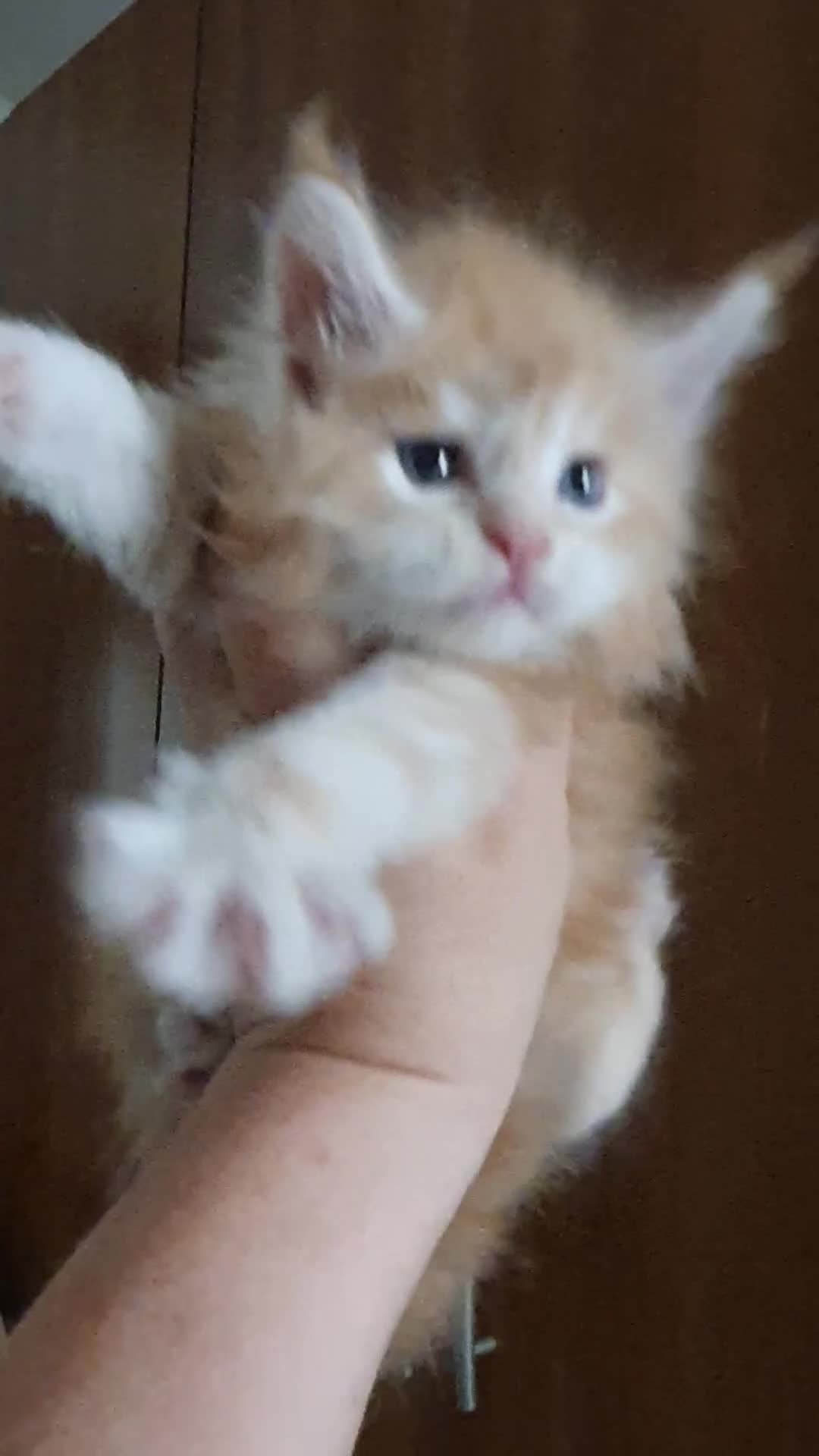 Maine Coon gatti in vendita: MAINE COON  - Video 1