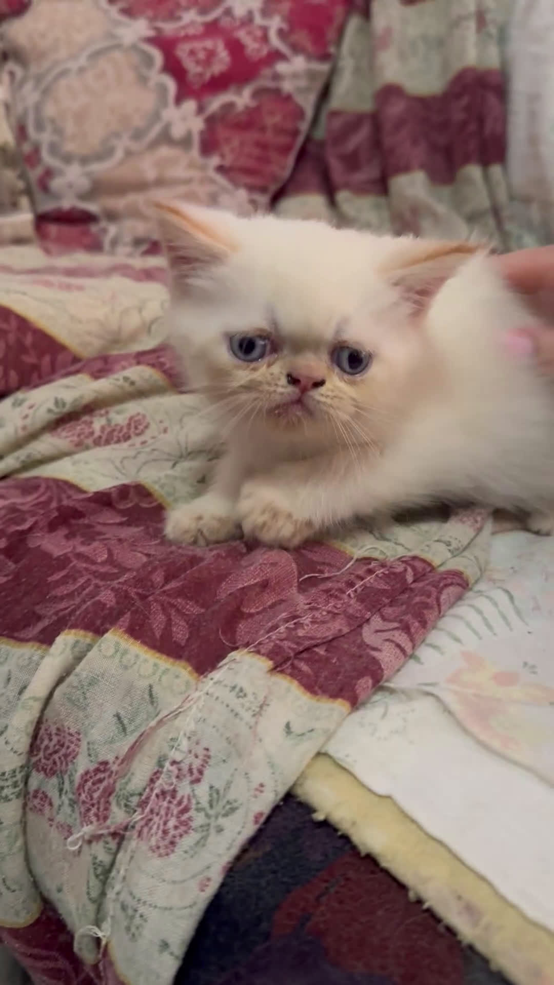Exotic Shorthair gatti in vendita: Cuccioli exotic shorthair e persiani  - Video 1