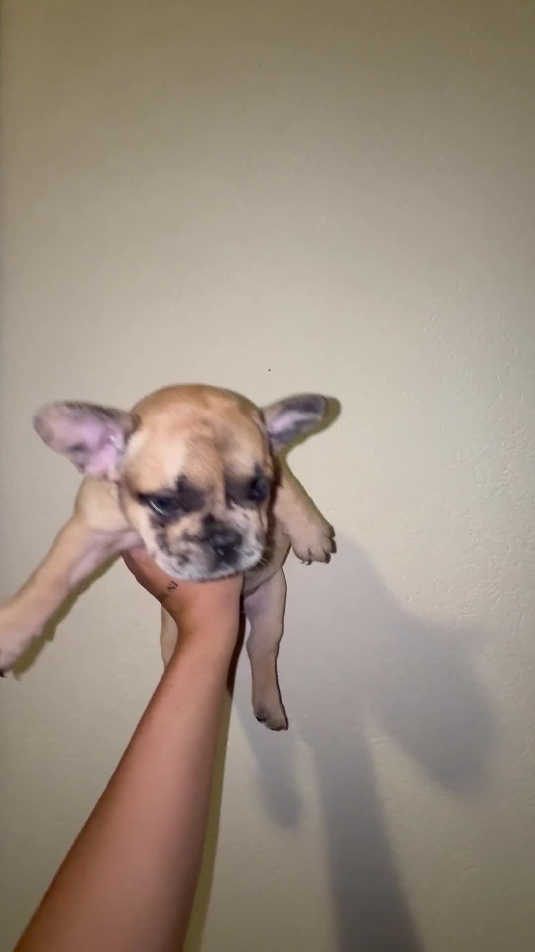 Bulldog Francese cani in vendita: vendita di bulldog francese  a Città metropolitana di Palermo - Video 1